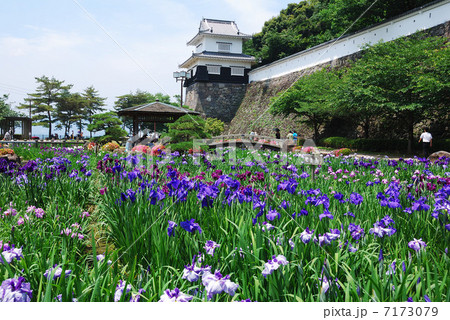 花菖蒲 7173079