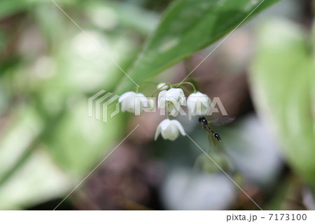 バイカイカリソウ 7173100