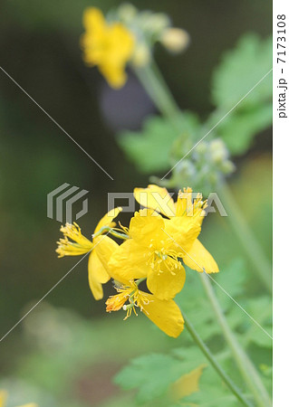 クサノオウ 7173108