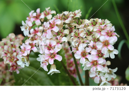 ヒマラヤユキノシタ 7173120