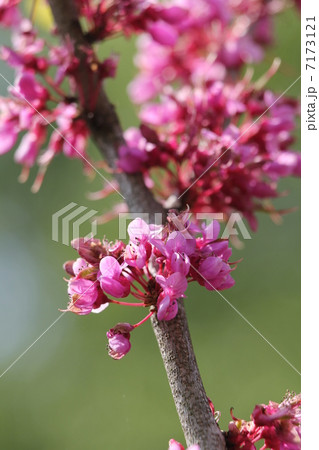 ハナズオウ 7173121