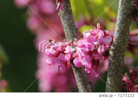 ハナズオウ ハナズオウ 7173122