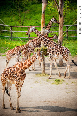 giraffes in the zoo giraffes in the zoo 7173241