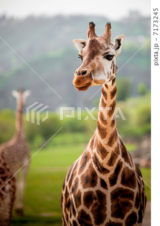 giraffes in the zoo 7173245