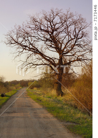 sunset in the countryside - road with a tree in the evening 7173446