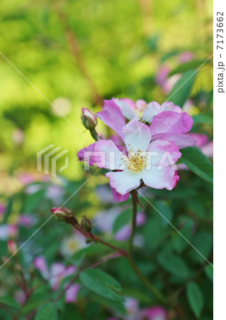 季節の花・日本固有種の山椒薔薇に似た桜薔薇の優しい花・縦位置 7173662