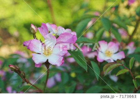 季節の花 日本固有種の山椒薔薇に似た桜薔薇の優しい花 横位置の写真素材