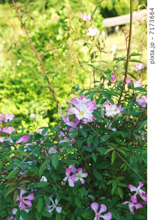 季節の花・日本固有種の山椒薔薇に似た桜薔薇の優しい花・縦位置 7173664