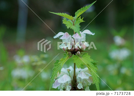 野の花・オドリコソウの優しい花と蕾・横から横位置 7173728