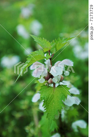 野の花・オドリコソウの優しい花と蕾・斜俯瞰縦位置 7173729