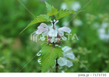 野の花・オドリコソウの優しい花と蕾・斜俯瞰横位置 7173730