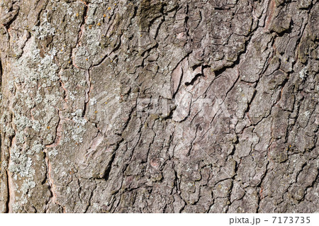 background of tree bark 7173735