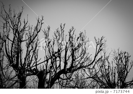 black and white trees silhouettes 7173744
