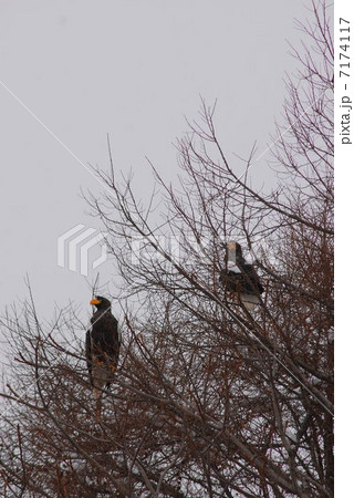 オオワシの森 7174117