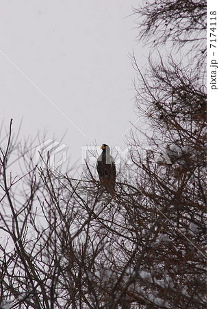 オオワシの森 7174118