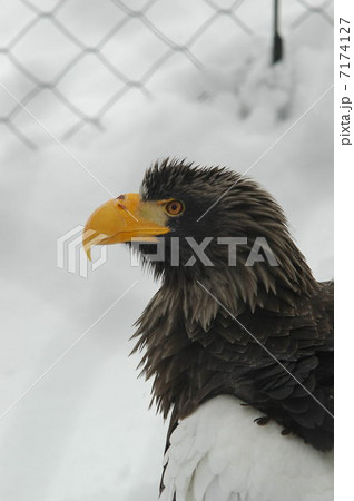 オオワシ 7174127