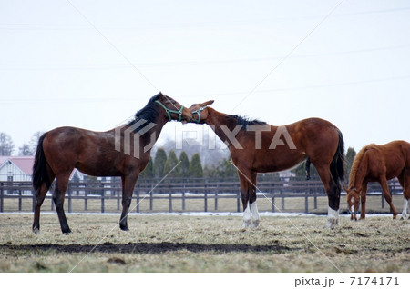 北海道の馬 7174171