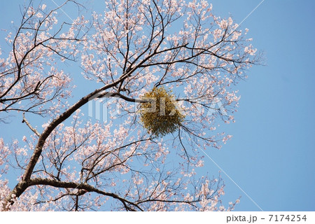 桜とヤドリギの写真素材