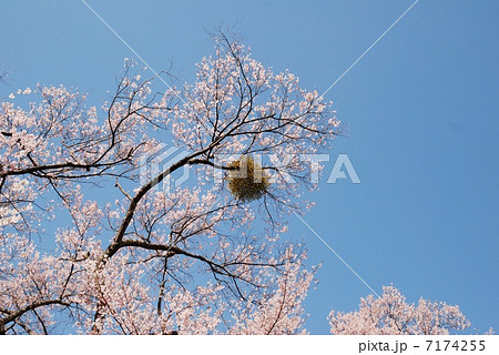 桜とヤドリギ 7174255