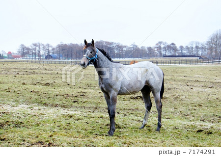 北海道の馬 北海道の馬 7174291