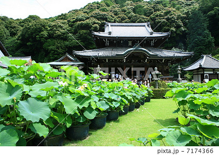 三室戸寺 7174366