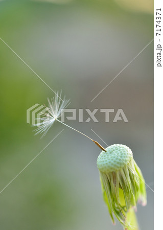 タンポポ　綿毛 7174371