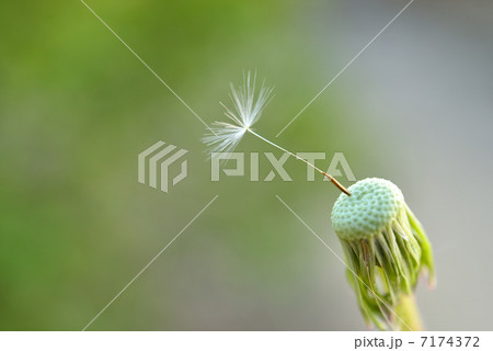 タンポポ　綿毛 7174372