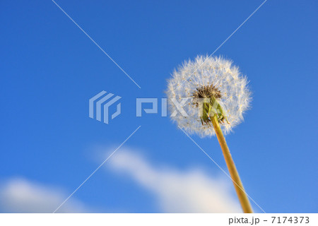 タンポポ　綿毛 7174373