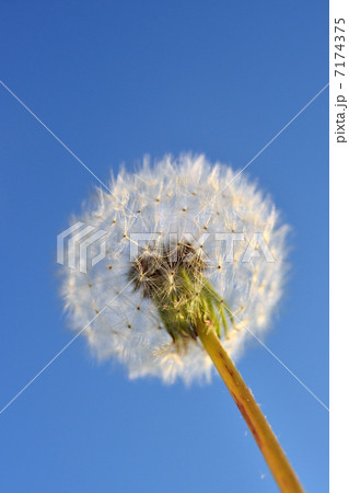 タンポポ 綿毛 タンポポ 綿毛 7174375