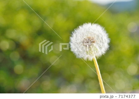 タンポポ　綿毛 7174377
