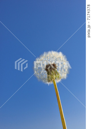 タンポポ 綿毛 タンポポ 綿毛 7174378
