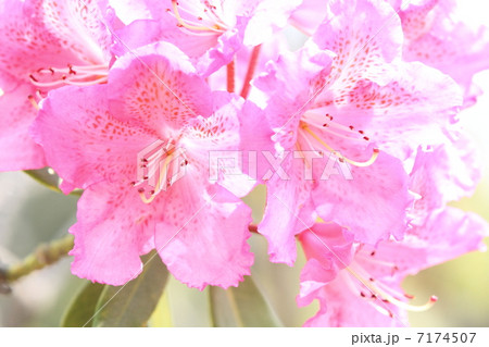 シャクナゲ 7174507