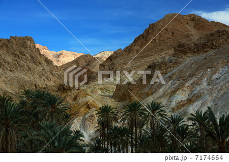 シェビカ 7174664