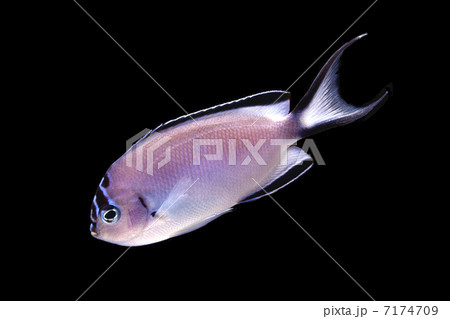 ヒレナガヤッコ 7174709