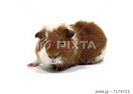 モルモット 7174723