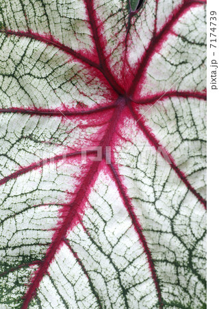 カラジューム 7174739