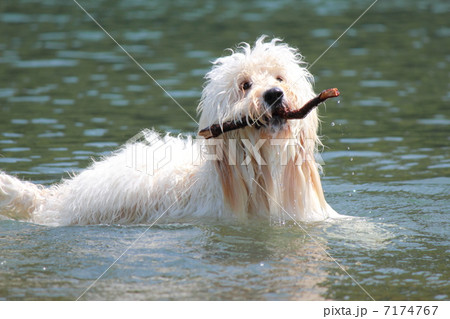 ゴールデンドゥードル ゴールデンドゥードル 7174767