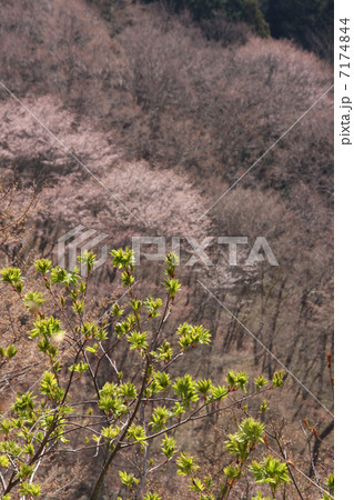 若葉と山桜 7174844