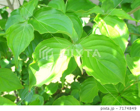 木もれ陽　ヤマボウシの葉 7174849