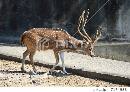 ブラックバック 7174988