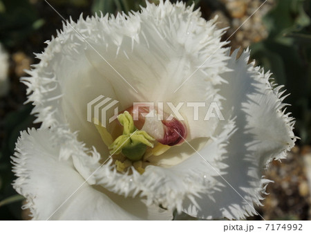 チユーリップ　白色　花 7174992