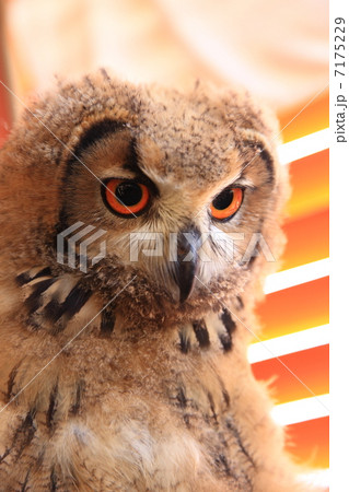 ミミズク　ふくろう　猛禽類　 ベンガルワシミミズク　雛 7175229