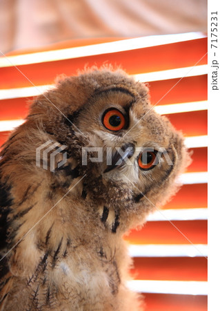 ミミズク ふくろう 猛禽類 ベンガルワシミミズク 雛 ミミズク ふくろう 猛禽類 ベンガルワシミミズク 雛 7175231