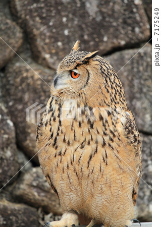 ミミズク　ふくろう　猛禽類　 トルクメニアンワシミミズク 7175249
