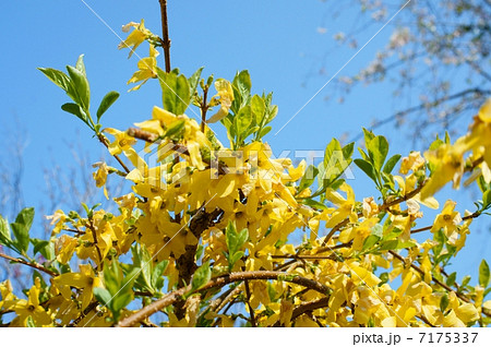レンギョウ 花言葉 希望 Golden Bell Flowerの写真素材