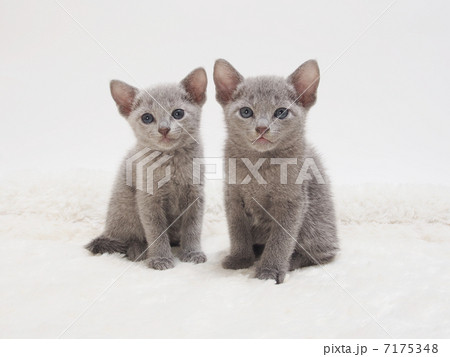 2匹のロシアンブルーの子猫 7175348