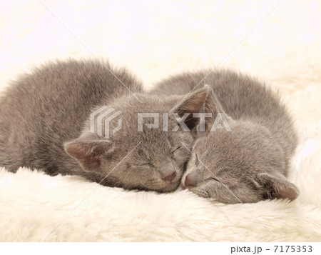 眠る2匹のロシアンブルーの子猫 7175353