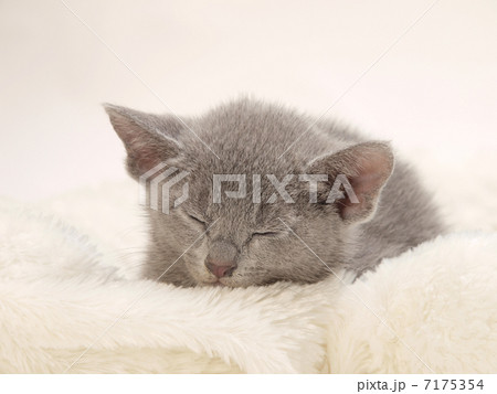 眠るロシアンブルーの子猫 7175354