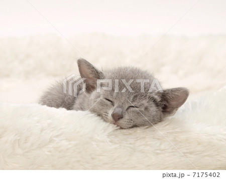 眠るロシアンブルーの子猫 眠るロシアンブルーの子猫 7175402
