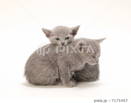 2匹のロシアンブルーの子猫 7175407